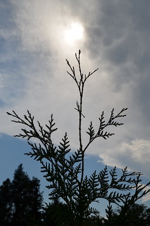 Thuje5